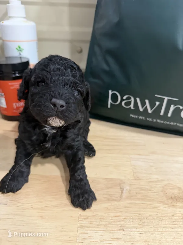 Washington – Miniature Goldendoodle puppy for sale in Home, PA