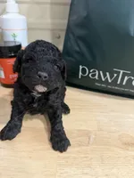 Washington, a male Miniature Goldendoodle for sale in Home, PA – 1 of 1