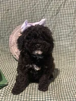 Almond Joy, a female Miniature Goldendoodle for sale in Home, PA – Photo 1 of 5