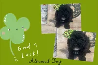 Almond Joy, a female Miniature Goldendoodle for sale in Home, PA – Photo 2 of 5