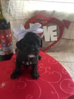 Almond Joy, a female Miniature Goldendoodle for sale in Home, PA – Photo 5 of 5