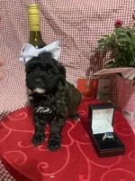 Almond Joy, a female Miniature Goldendoodle for sale in Home, PA – Photo 3 of 5