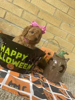 Fancy, a female Miniature Goldendoodle for sale in Home, PA – Photo 6 of 6