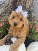 Fancy, a female Miniature Goldendoodle for sale in Home, PA – Photo 1 of 6