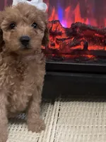 Fancy, a female Miniature Goldendoodle for sale in Home, PA – Photo 3 of 6