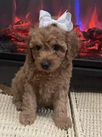 Fancy, a female Miniature Goldendoodle for sale in Home, PA – Photo 2 of 6