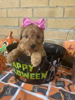 Fancy, a female Miniature Goldendoodle for sale in Home, PA – Photo 4 of 6