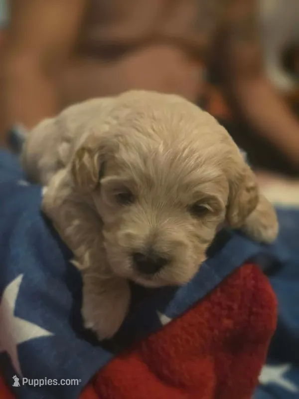 Snow – Miniature Goldendoodle puppy for sale in Home, PA