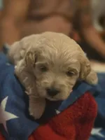 Snow, a male Miniature Goldendoodle for sale in Home, PA – 1 of 1