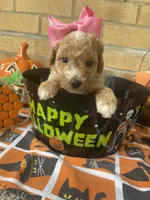 lola, a female Miniature Goldendoodle for sale in Home, PA – Photo 6 of 7