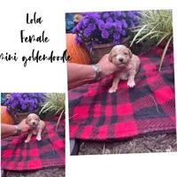 lola, a female Miniature Goldendoodle for sale in Home, PA – Photo 4 of 7