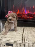 lola, a female Miniature Goldendoodle for sale in Home, PA – Photo 2 of 7