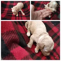 lola, a female Miniature Goldendoodle for sale in Home, PA – Photo 5 of 7