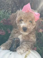 lola, a female Miniature Goldendoodle for sale in Home, PA – Photo 1 of 7