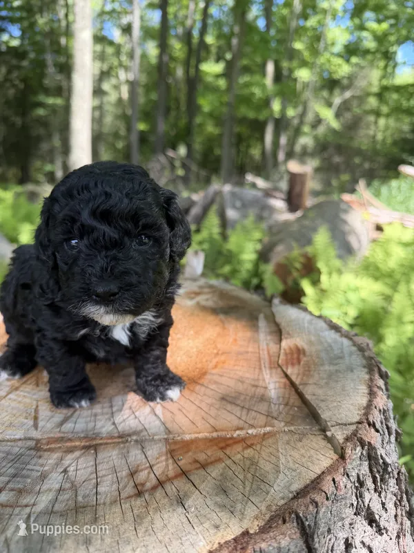 Burrito – Miniature Goldendoodle puppy for sale in Home, PA