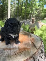 Burrito, a female Miniature Goldendoodle for sale in Home, PA – 1 of 1
