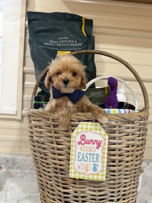 Pip squeak  – Miniature Goldendoodle puppy for sale in Home, PA