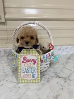 Pip squeak , a male Miniature Goldendoodle for sale in Home, PA – Photo 4 of 4