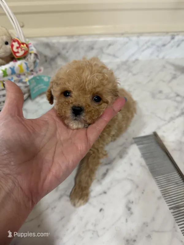 Pip squeak , a male Miniature Goldendoodle for sale in Home, PA – Photo 1 of 4