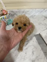 Pip squeak , a male Miniature Goldendoodle for sale in Home, PA – Photo 1 of 4