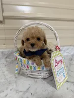 Pip squeak , a male Miniature Goldendoodle for sale in Home, PA – Photo 3 of 4