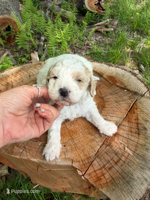 Ice  – Miniature Goldendoodle puppy on hold in Home, PA
