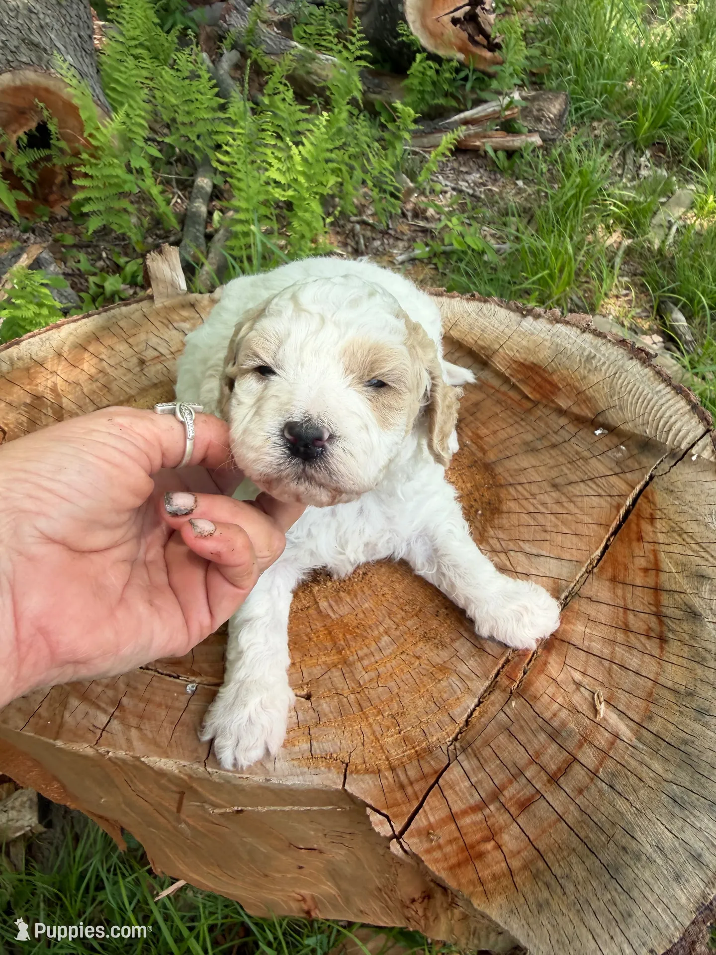Ice , a male Miniature Goldendoodle for sale in Home, PA – 1 of 5