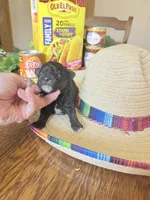 Bean, a male Miniature Goldendoodle for sale in Home, PA – 2 of 3