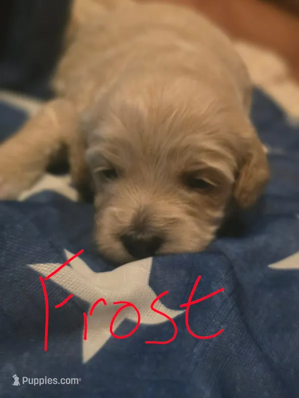 Frost, a female Miniature Goldendoodle for sale in Home, PA – 1 of 1
