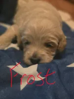Frost, a female Miniature Goldendoodle for sale in Home, PA – 1 of 1