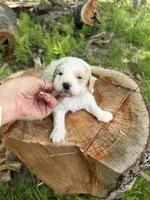 Ice , a male Miniature Goldendoodle for sale in Home, PA – 5 of 5