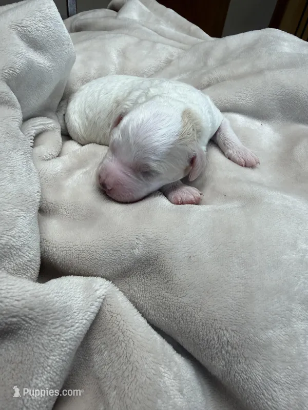 Ice  – Miniature Goldendoodle puppy for sale in Home, PA