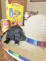 Burrito, a female Miniature Goldendoodle for sale in Home, PA – 2 of 3