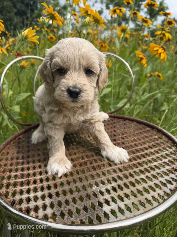 Snow – Miniature Goldendoodle puppy for sale in Home, PA