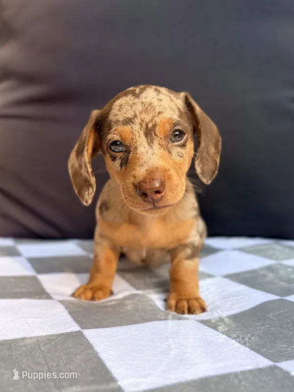 Cookie – Miniature Dachshund puppy for sale in Saylorsburg, PA