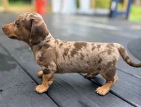 Cookie, a male Miniature Dachshund for sale in Saylorsburg, PA – 3 of 5