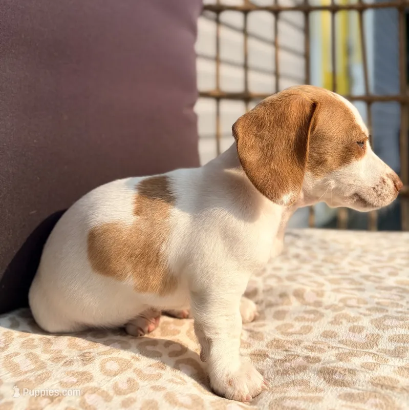 Ella – Miniature Dachshund puppy for sale in Saylorsburg, PA