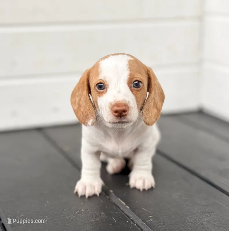Ella – Miniature Dachshund puppy for sale in Saylorsburg, PA