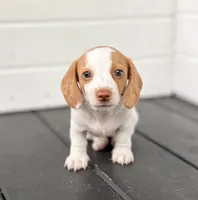 Ella, a female Miniature Dachshund for sale in Saylorsburg, PA – 1 of 6