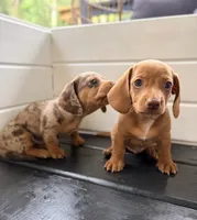 Red, a male Miniature Dachshund for sale in Saylorsburg, PA – 3 of 5
