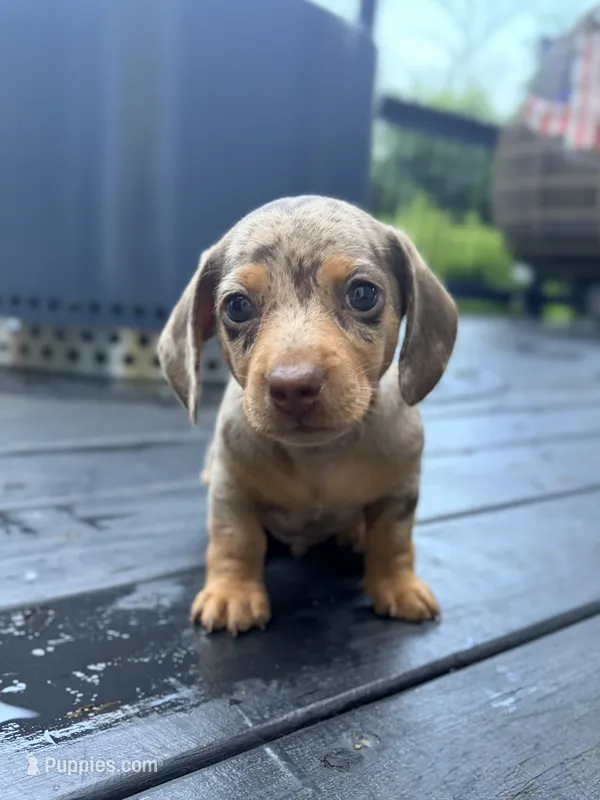 Cookie – Miniature Dachshund puppy for sale in Saylorsburg, PA