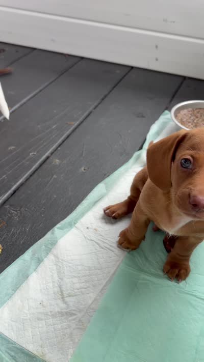 Red, a male Miniature Dachshund for sale in Saylorsburg, PA – 5 of 5