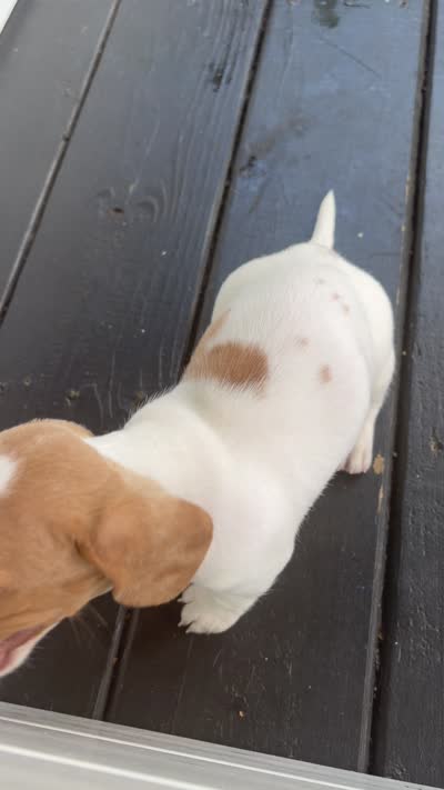 Ella, a female Miniature Dachshund for sale in Saylorsburg, PA – 6 of 6