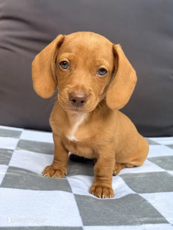 Red – Miniature Dachshund puppy for sale in Saylorsburg, PA