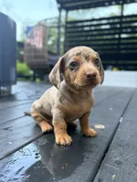 Cookie, a male Miniature Dachshund for sale in Saylorsburg, PA – 2 of 5