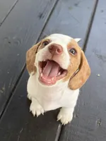 Ella, a female Miniature Dachshund for sale in Saylorsburg, PA – 3 of 6