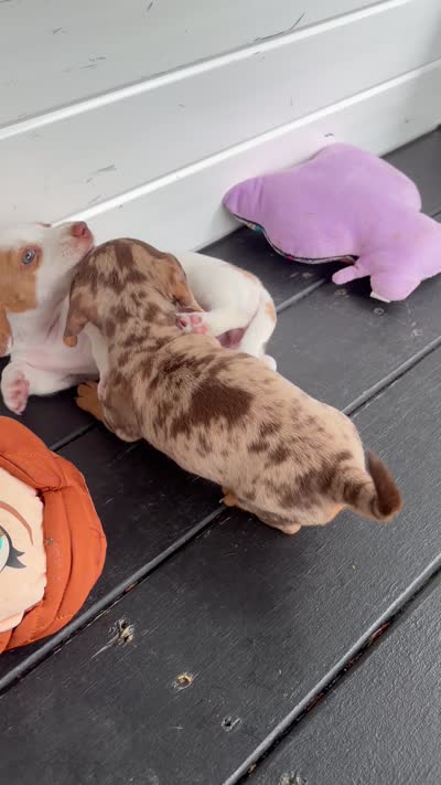 Cookie, a male Miniature Dachshund for sale in Saylorsburg, PA – 5 of 5
