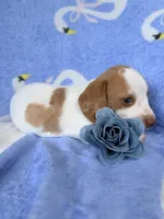 Ella, a female Miniature Dachshund for sale in Saylorsburg, PA – 5 of 6