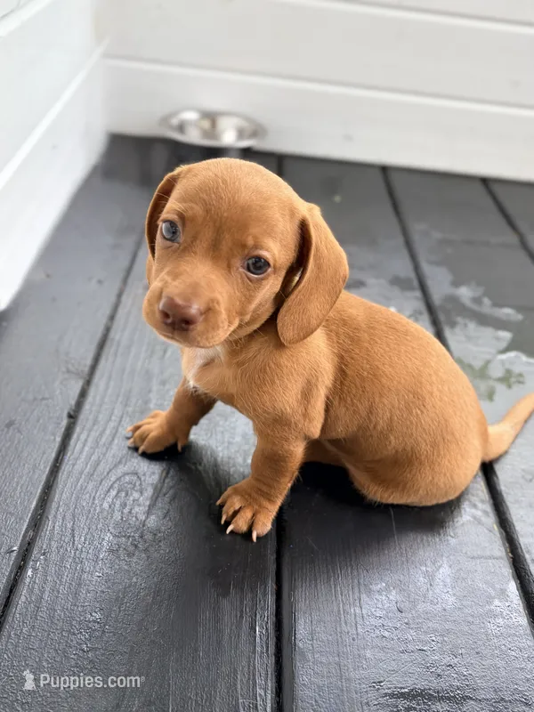 Red – Miniature Dachshund puppy for sale in Saylorsburg, PA