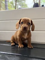 Red, a male Miniature Dachshund for sale in Saylorsburg, PA – 4 of 5